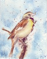 dickcissel.JPG