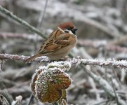 treesparrow.jpg