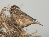 Redpoll@BishopsPark_030106.2_email.jpg