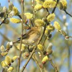 willow_warbler_31mar06_640_10a.jpg