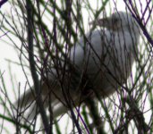 leucistic crow 3.jpg