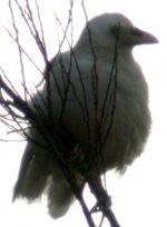 leucistic crow1.jpg