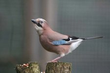 jay040106d.jpg