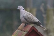 collareddove050106a.jpg