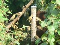 DS greenfinch 10 on feeder 2.jpg
