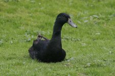 black-duck-april-1-2006-1.jpg