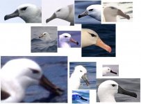 AlbatrossSelection (Small).JPG