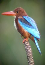 White Throated Kingfisher6x4.jpg