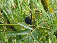 st lucia black finch 1.jpg