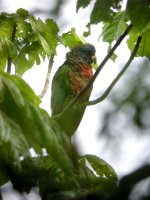 st lucia parrot 1.jpg