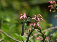 antillean crested hummingbird 3.jpg