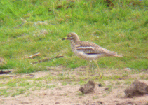 P1010372-Stone-Curlew.gif