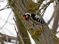 IMG_3050_Lesser Spotted Woodpecker.jpg