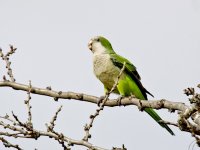 IMG_3410_Monk Parakeet.jpg