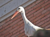 IMG_3707_White Stork.jpg