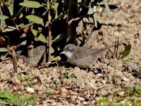 IMG_3811_Sardinian Warbler.jpg