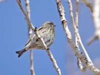 IMG_3864_Serin.jpg