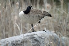 canada goose IMG_5294.jpg