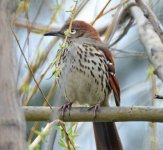 brown thrasher IMG_5184.jpg