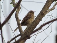 Eurasian Wryneck.jpg