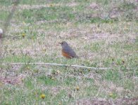 Grey-backed Thrush.jpg