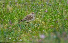 Short-toedLark1SA800.jpg