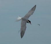 common tern rutland.jpg