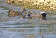 Gadwall pair.jpg