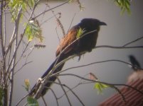 Coucal 2.jpg