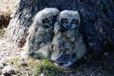 Some kinda baby owls.jpg