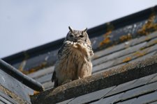 Eagle-Owl-(2)--Hunstanton-0.jpg