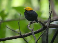 golden-headed manakin 1.jpg