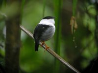 white-bearded manakin 1.jpg