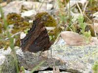 L1380821_Large Tortoiseshell_May2011.jpg