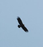 Lesser Spotted Eagle.jpg