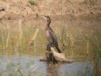 Pygmy Cormorant.jpg