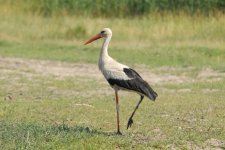 White Stork.jpg