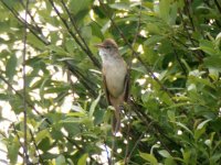 Great Reed Warbler.jpg