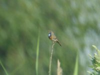 Bluethroat.jpg