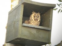 Long eared owl.jpg