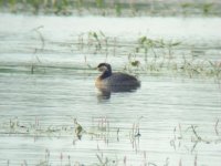 Red Necked Grebe.jpg