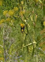 1Oriole Golden (Male - oriolus oriolus) 2 Faneromeni Lesvos 0805111LQ.jpg