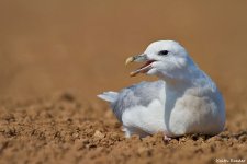 fulmar_2a.jpg