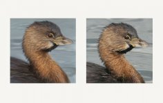 grebes.jpg