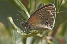 Ringlet20110613Kibblesworth_MG_4948.jpg