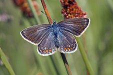 Common Blue (F)20110613Kibblesworth_MG_4937.jpg