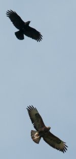 Buzzard and What.jpg