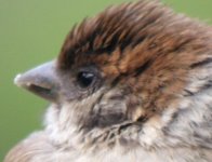 Kopia av Tree Sparrow 1; ISO 800; 1-60 s.jpg