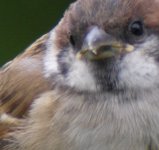 Kopia av Tree Sparrow 2; ISO 800; 1-60s.jpg