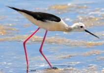 BF Black-winged Stilt.jpg